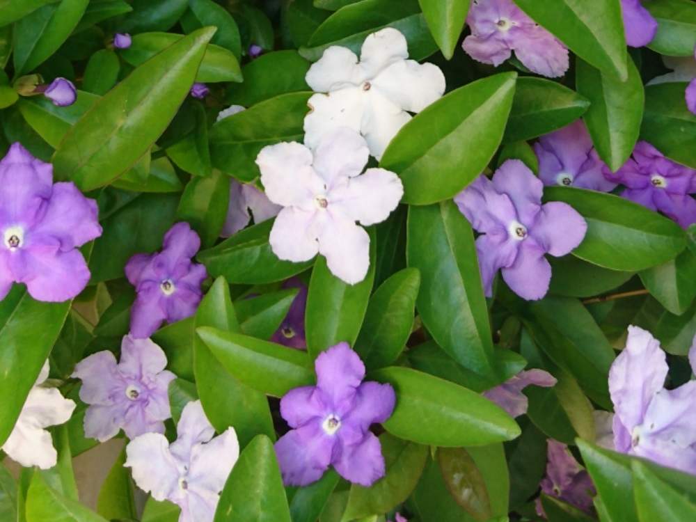 の画像 by トリトンさん | ニオイバンマツリと匂蕃茉莉(ニオイバンマツリ)と元気だしてとキュンキュン乙女倶楽部と薄紫色の花とありがとう♡とかわいい♡といやされる♡と紫色の花とGS映えとGS日和と台風お見舞いとキュンキュン乙女倶楽部No.183と台風19号被災者応援しますと青い花マニアと白い花