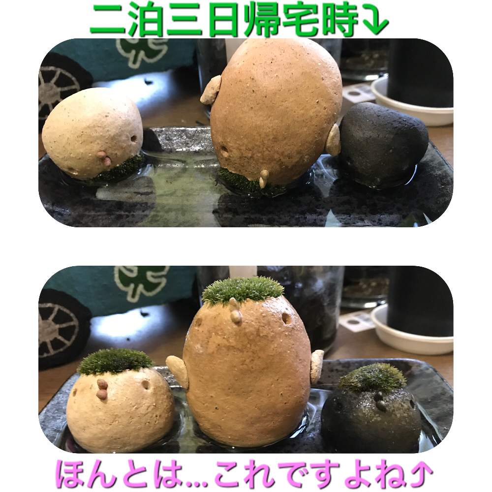バス/トイレの画像 by piroさん | バス/トイレと多肉女子と多肉収集癖