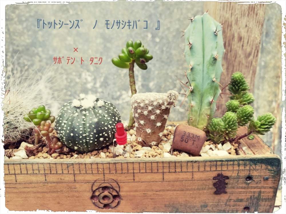 小さな庭の画像 by tot-ziens!(トット・シーンズ)さん | 小さな庭とありがとう♡とおはようとGreenSnapMarche神戸2019と小さな多肉寄せ植えと工場のおじいさんシリーズとおきにいりとトットジーンズと工場からの風景と近日発売と古道具×greenと花のある暮らしとかわいいな♡