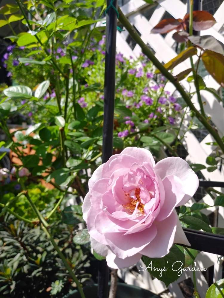 小さな庭の画像 by ANYさん | 小さな庭と庭の風景と薔薇に魅せられてと癒しと薔薇のある暮らし♡と薔薇 ブルーバユーと頑張ってと花のある暮らしと薔薇♪と咲いた!