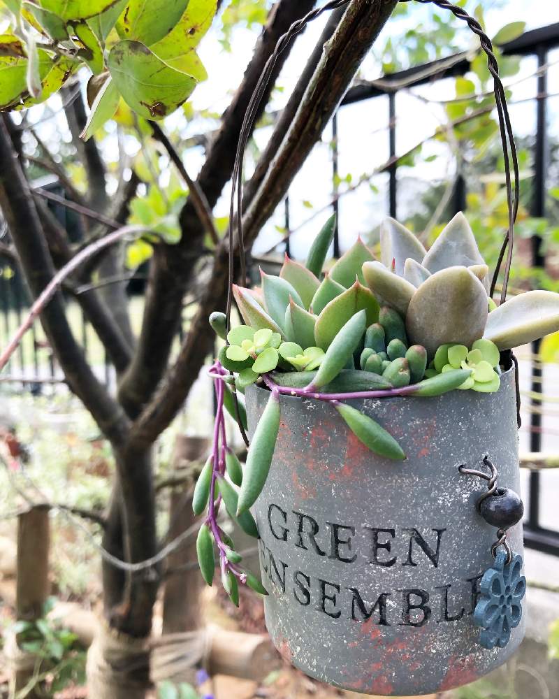 小さな庭の画像 by Misakiさん | 小さな庭とルビーネックレスと多肉植物とSucculentgardenMisakiとリメ缶と千葉県と多肉大好きとイベントと普及種とお誘いと多肉植物寄せ植えと多肉が癒しですとナチュラルガーデンと普及種バンザイとハンギングと秋に作った寄せ植えフォトコンとリメ鉢と多肉女子とハンドメイドとナチュラルスタイルと多肉植物アレンジメントインストラクターと千葉タニラーと多肉寄せ植えと多肉植物のハンギング