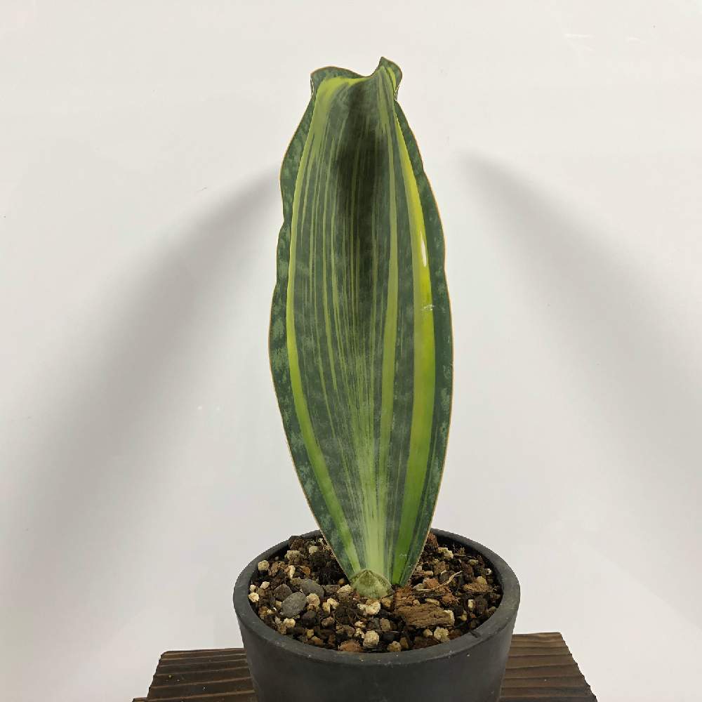 インテリアの画像 by hgp_botanicalさん | インテリアとサンスベリアとサンセべリアとサンセベリア・マッソニアナと多肉植物と観葉植物とサンセベリア属とサンスベリア属と観葉植物のある暮らしと珍奇植物と斑入り。とインテリアグリーン