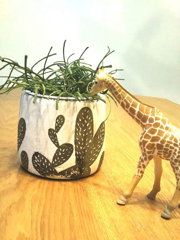 部屋の画像 by green ballさん | 部屋とホヤ レツーサと吊り下げ系植物と多肉植物とお気に入り♡とマイガーデンとセール品とホヤと垂れ下がり系とインテリアグリーン