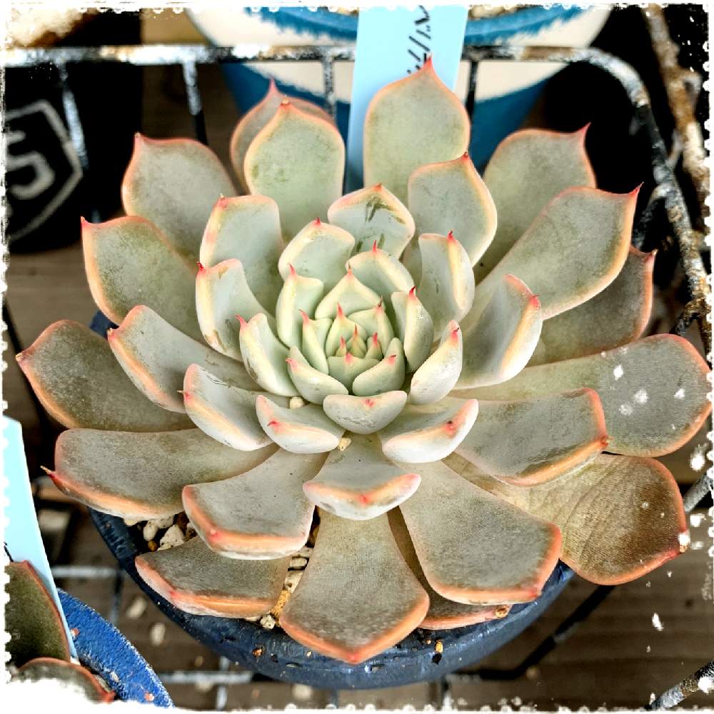 小さな庭の画像 by ღmomoღさん | 小さな庭と多肉植物と外組の1部とエケベリア属♪とお金をかけずに楽しむと田舎と多肉女子とガーデニング初心者と名前覚えるの苦手ですと花のある暮らしと多肉棚