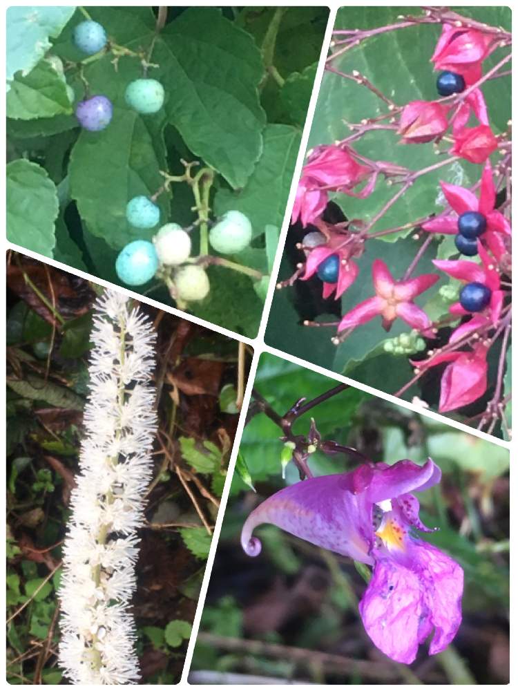 の画像 by はちなつめさん | サラシナショウマとツリフネソウとクサギとノブドウの実とクサギの実.と里山大好き協会