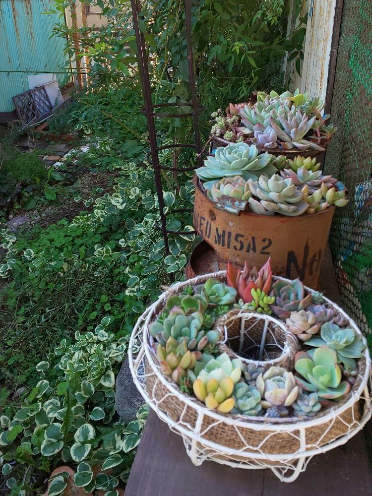棚の画像 by ジュンさん | 棚と多肉植物と青森♡とHTCとカッコいいとリメ缶と寄せ植えと多肉ちゃんとB型と多肉のある暮らしとおきにいりと多肉女子とタニラーと可愛いと多肉棚