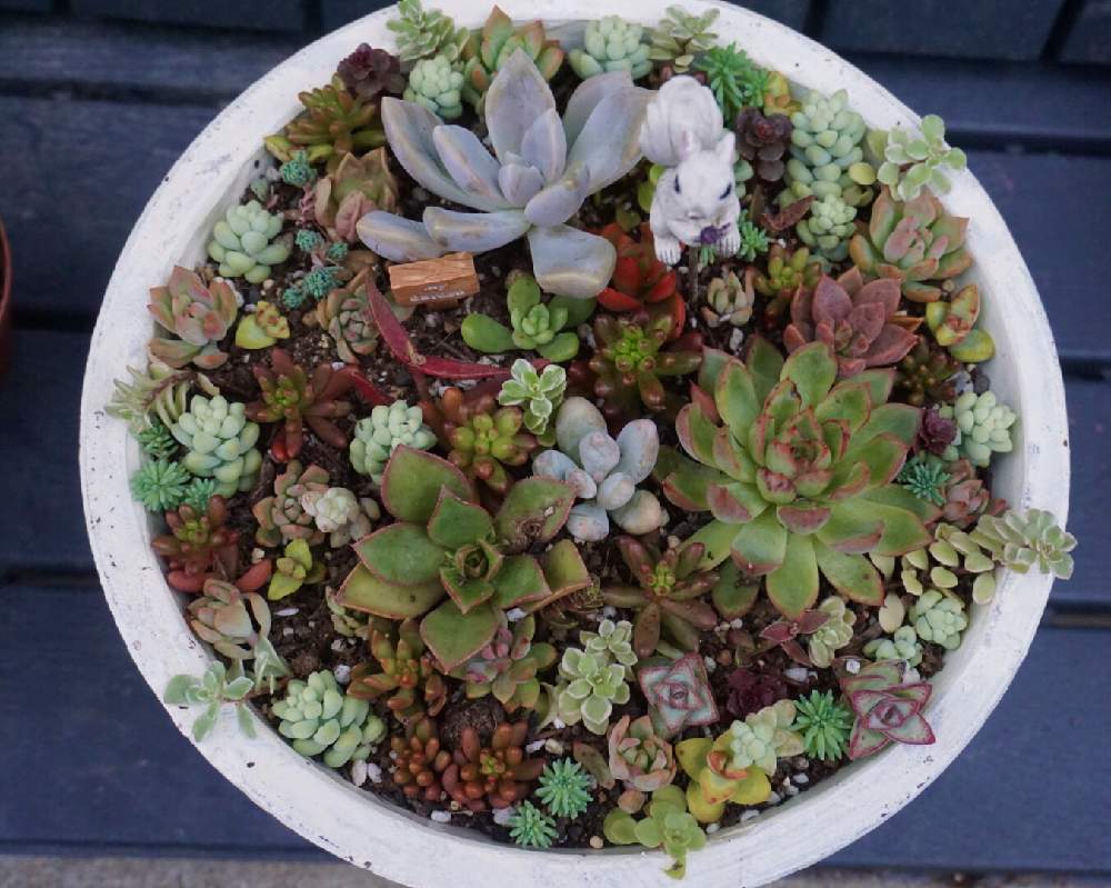 小さな庭の画像 by mint teaさん | 小さな庭と多肉植物の寄植えと写真と寄せ植えとお気に入り♡と鉢植えとガーデニングとキレイな葉っぱ
