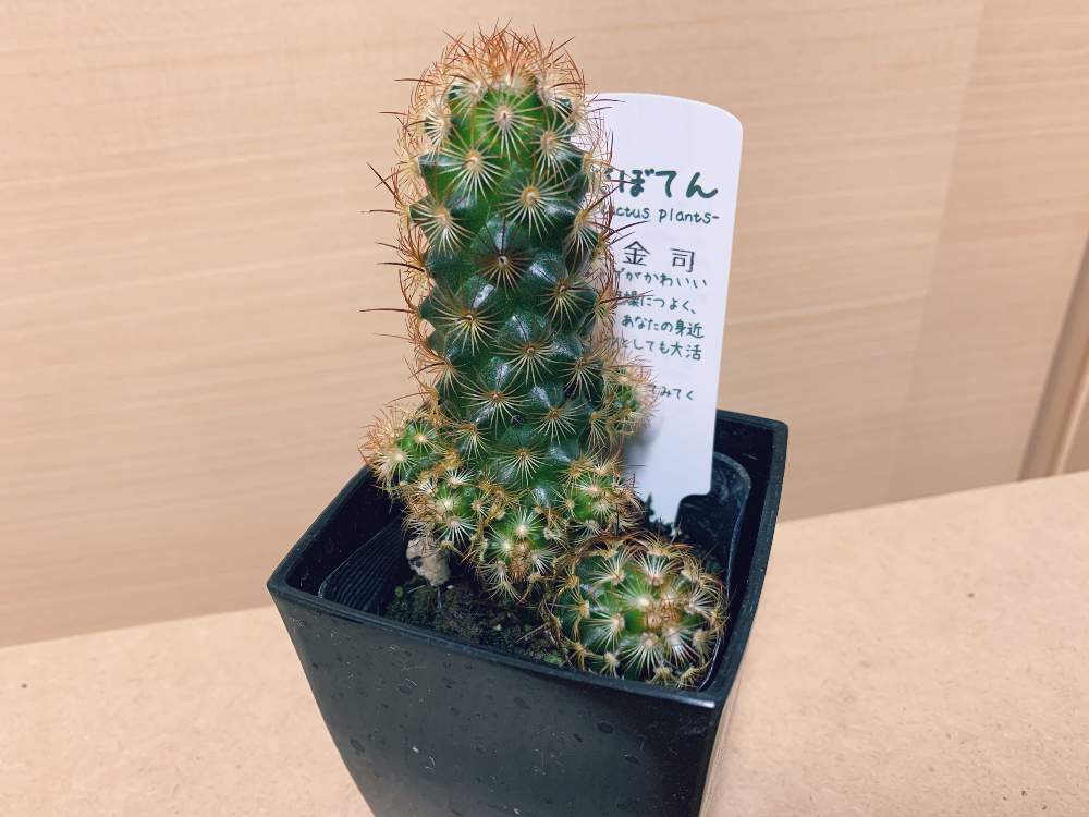 部屋の画像 by a-nonさん | 部屋と黄金司とサボテン科と新入りさんとno green no lifeとマミラリア属