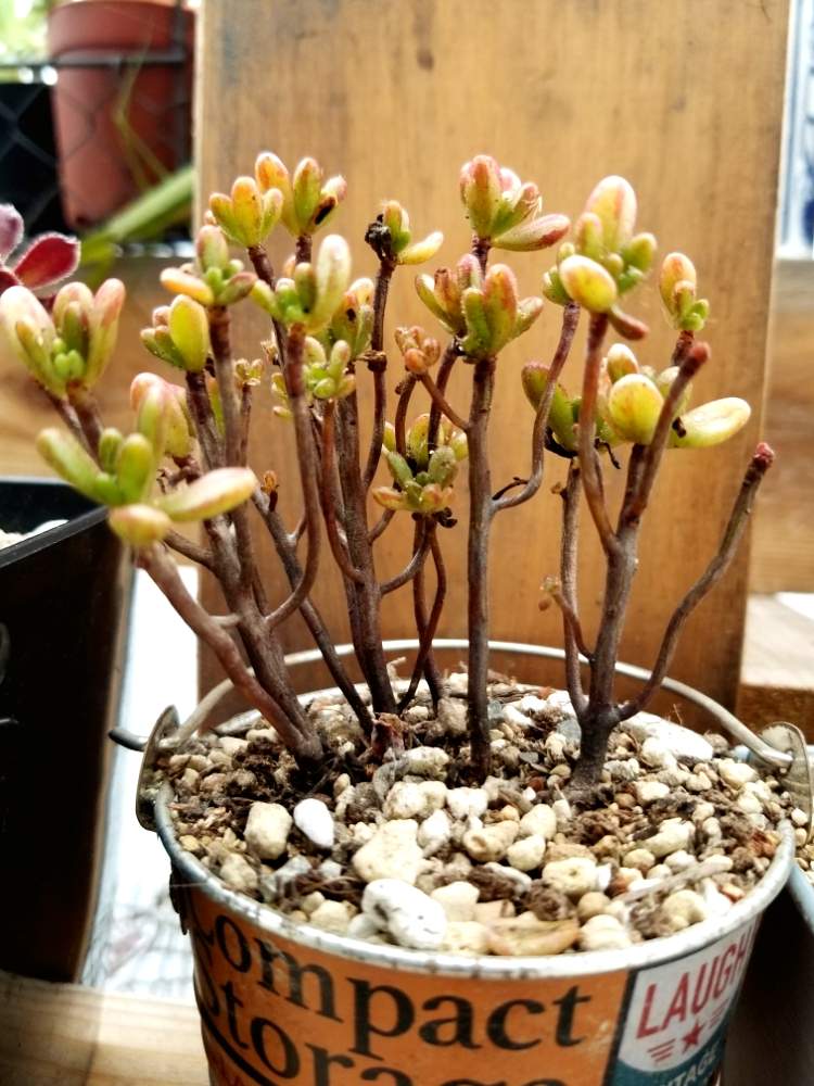 テラスの画像 by ・。+.さくら+.。さん | テラスと小人の祭りと多肉中毒と多肉植物と綺麗な多肉と凛々しいと可愛い多肉ちゃん❤︎と多肉女子ときれいな色とタニラーとキュンキュン♡と可愛いとキレイな葉っぱとあばれ多肉とタニクちゃん
