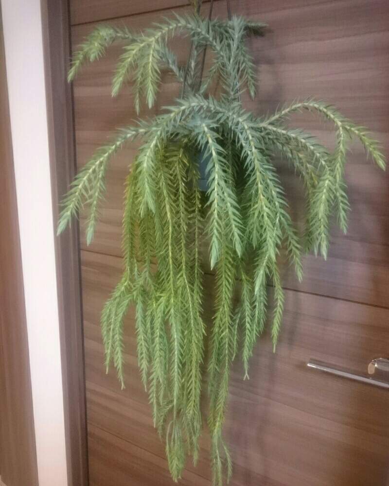 部屋の画像 by yk桜さん | 部屋とフペルジア ゴエベリーとYouは植と植物のある暮らしとボタニカルライフとplantfreakと《フペルジア》と植物大好きと普及シダを愛でる会と植中毒とシダはいいぞとシダ植物とシダ愛好会と緑と暮らす