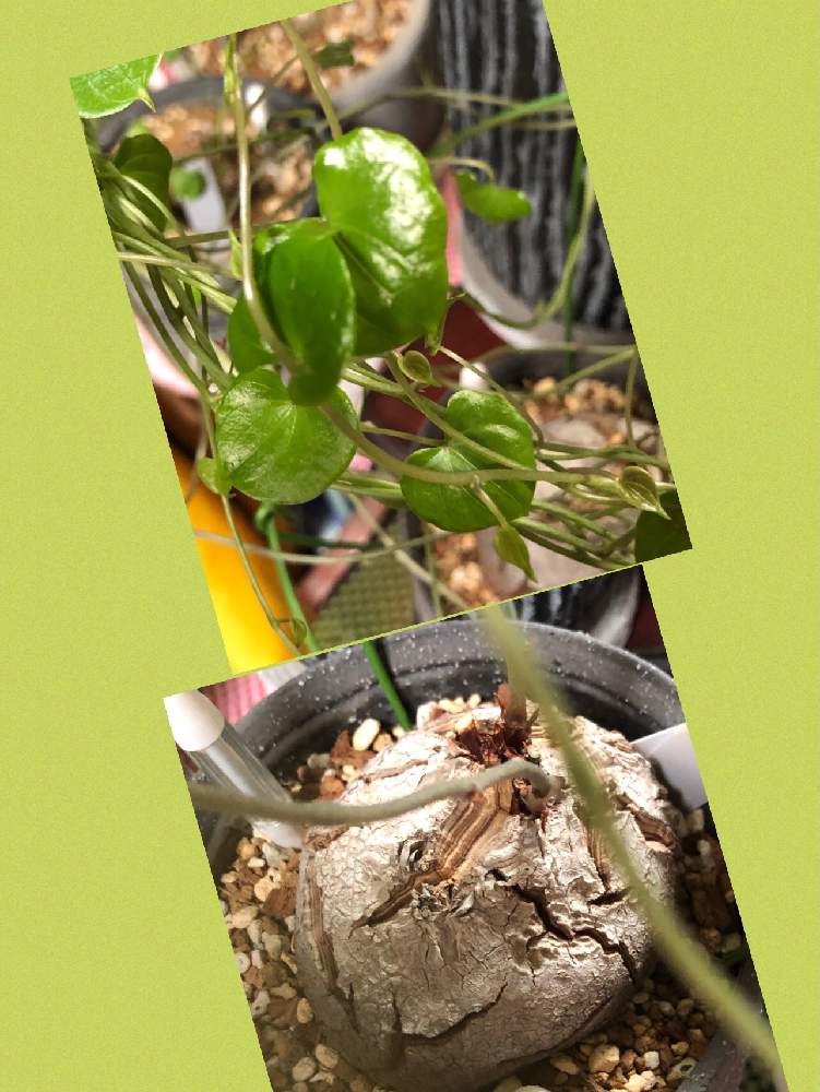 窓辺の画像 by akiさん | 窓辺と亀甲竜・No.two・2と亀甲竜・Dioscorea elephantipesと完全なる植中毒とありがとう❤️と塊根植物・怪奇植物!!と多肉女子と増量・拡大!!と花のある暮らしと家庭菜園奮闘日記とGREEN UP!
