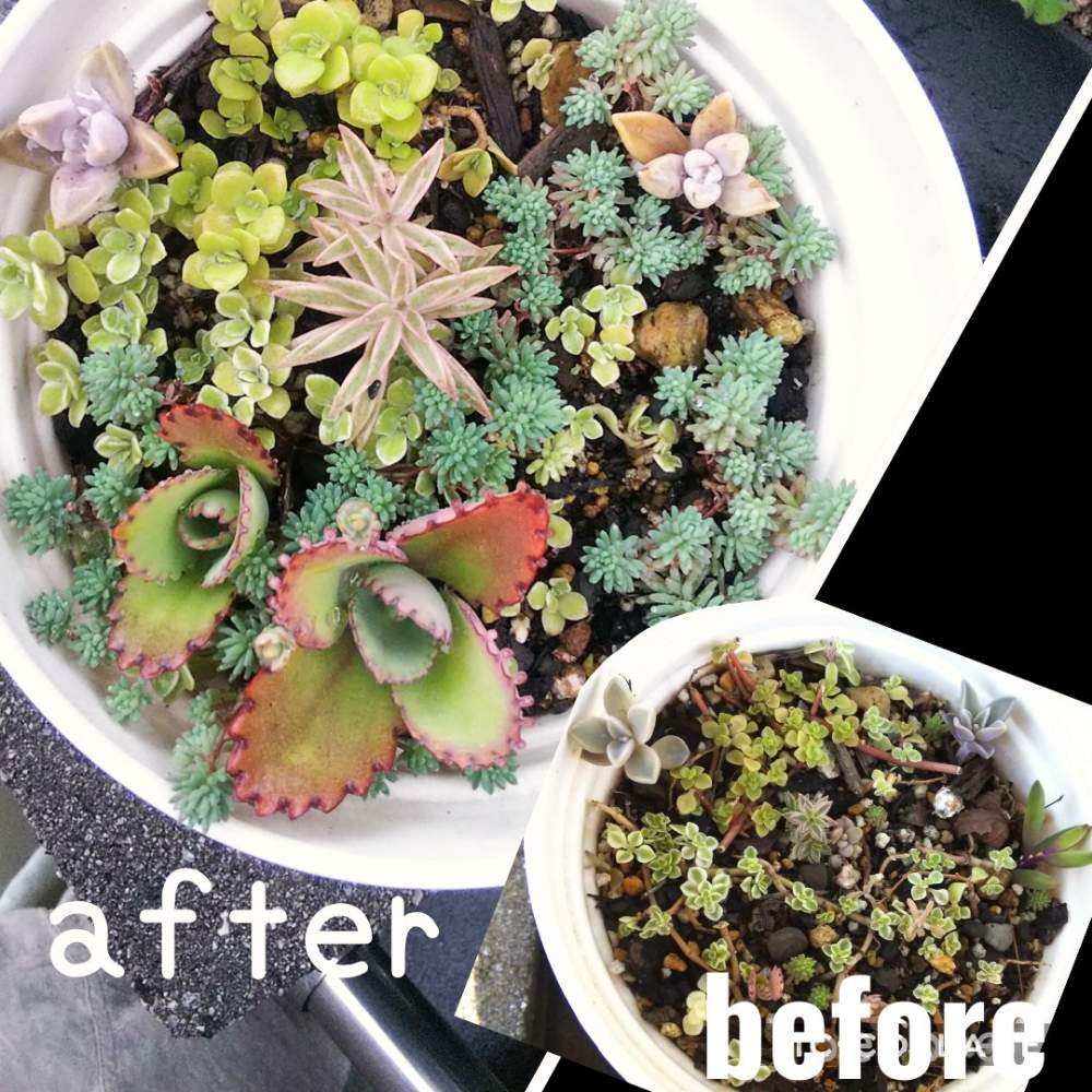 畑の画像 by umeさん | 畑と多肉植物と紅葉(こうよう)とポイポイ鉢と放置多肉とbefore after