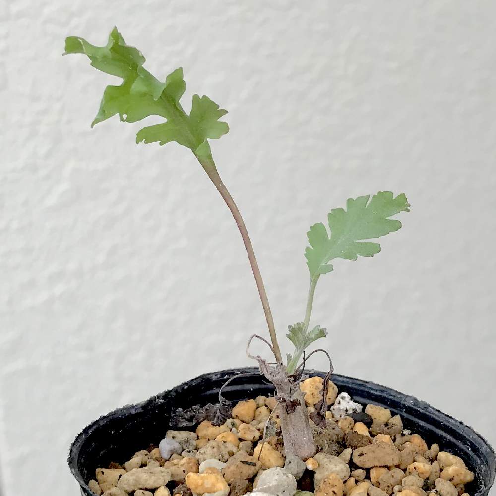 バルコニー/ベランダの画像 by たねさん | バルコニー/ベランダとペラルゴニウム カルノーサムとPelargonium carnosumと多肉植物とPelargoniumと福岡とたねんちのペラルゴニウムとペラルゴニウム属