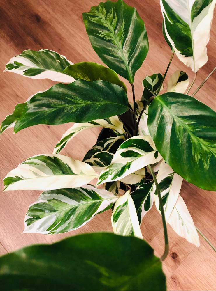部屋の画像 by amyさん | 部屋とカラテアとカラテア ホワイトフュージョンと観葉植物と植物のある暮らしと緑のある暮らしとカラテア属と間接照明と斑入り。