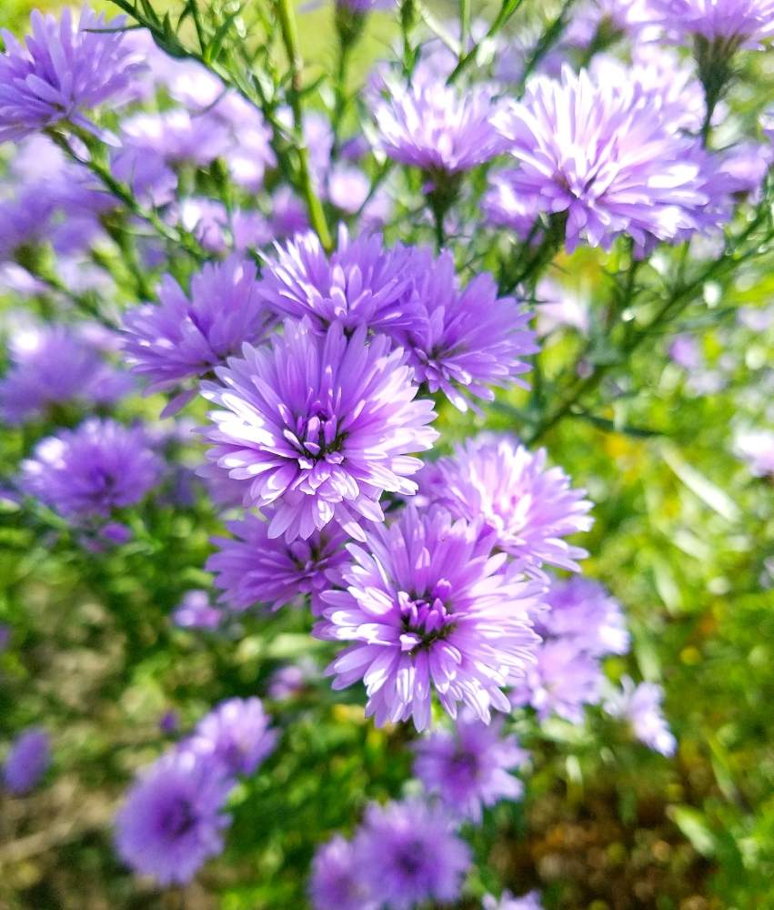 の画像 by たえちゃんさん | 花のある暮らしと植物だいすきとあきとクジャクアスター★