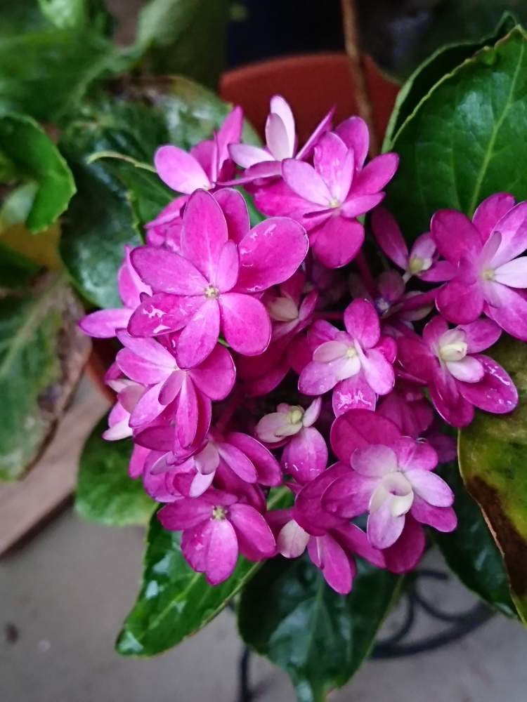 バルコニー/ベランダの画像 by yamacciさん | バルコニー/ベランダとアジサイ 紫陽花と紫陽花 アジサイ あじさい