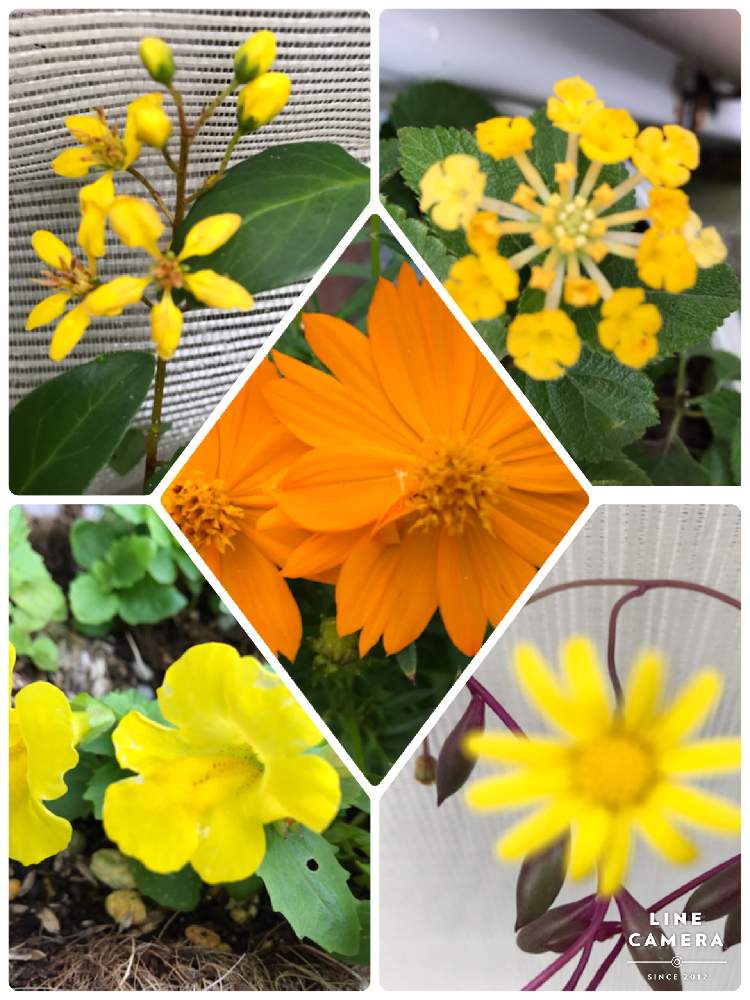 の画像 by ヒロコni nさん | 庭の花たちと花のある暮らしと緑のある暮らし