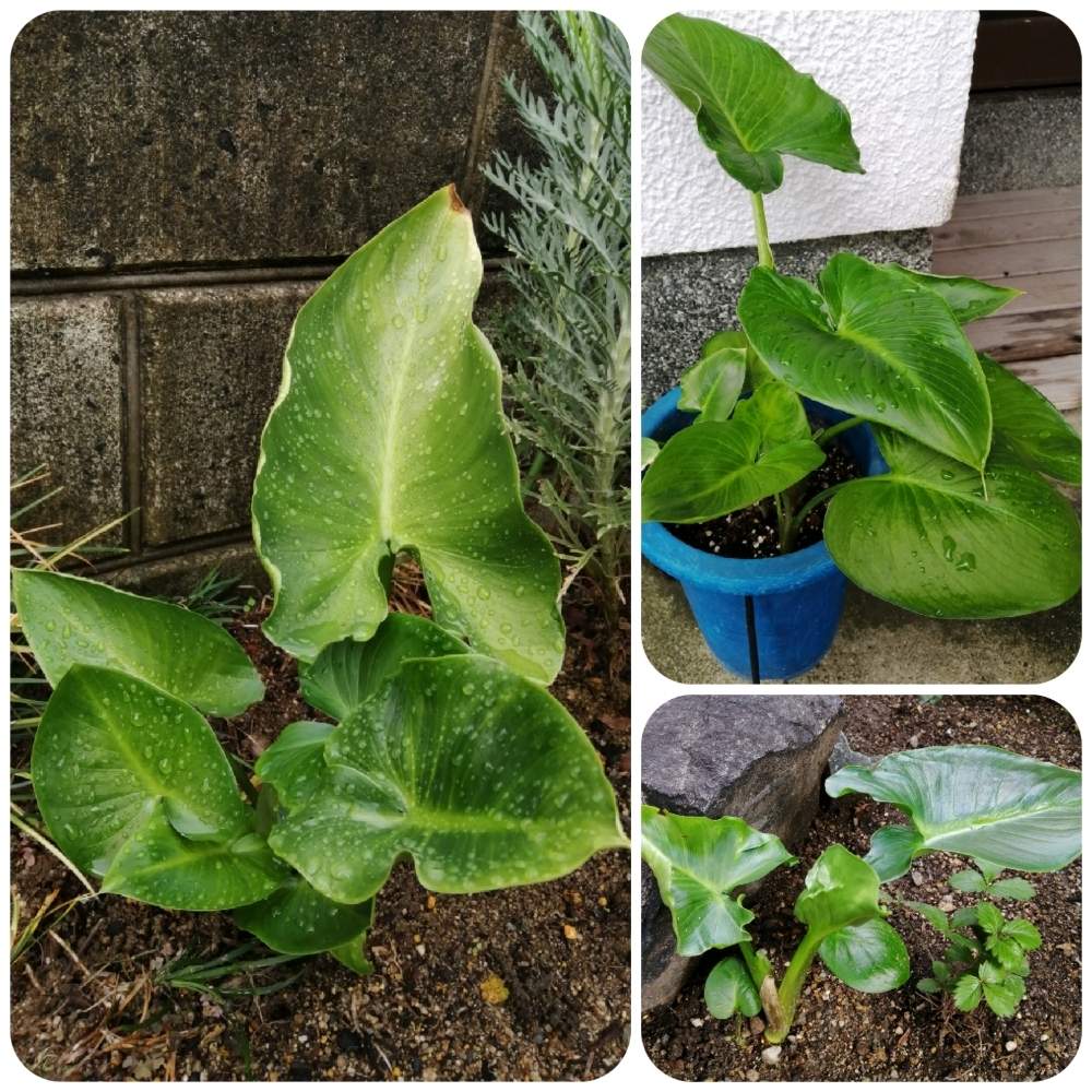 小さな庭の画像 by erinさん | 小さな庭とカラーと観葉植物が大好きといただきものと鉢植えと花のある暮らしと楽しみ〜と地植えと今日のお花