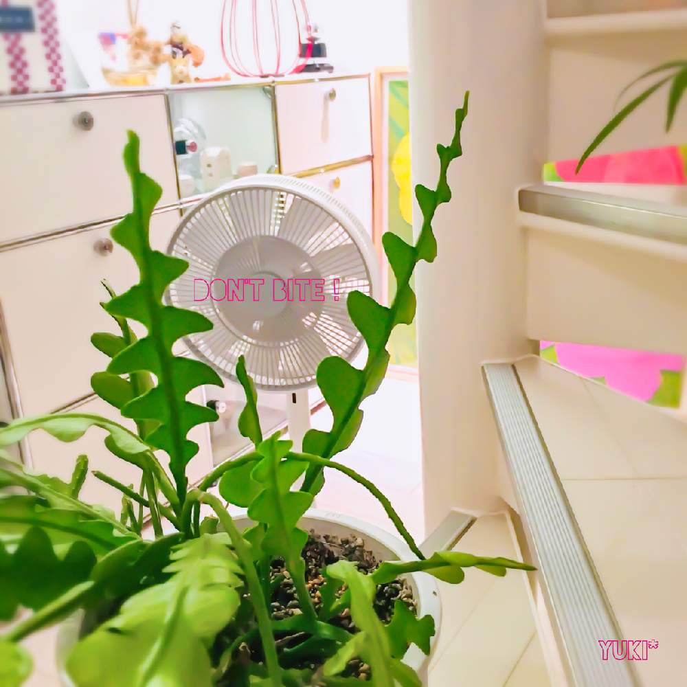インテリアの画像 by yuki*さん | インテリアとフィッシュボーンカクタスとhappy houseplantsと葉っぱの形いろいろ
