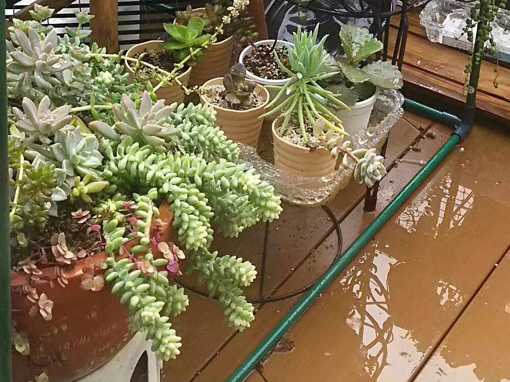 バルコニー/ベランダの画像 by さすけくんさん | バルコニー/ベランダとセダム属と多肉植物と 虹の玉と 朧月とブロンズ姫と寄せ植えと多肉の宝箱と玉つづりちゃんと秀麗(シュウレイ)と桜色カリシア
