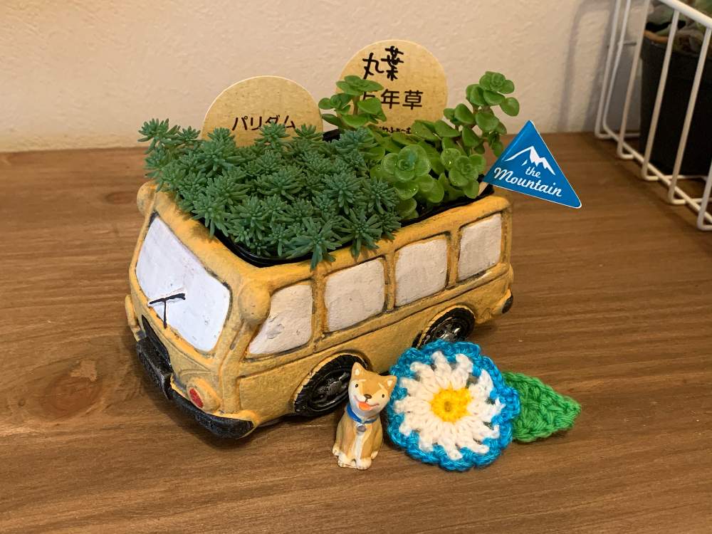 部屋の画像 by tamako728さん | 部屋と多肉中毒と多肉植物とかわいい♡と手作り雑貨と癒しとはなはなと多肉超初心者と多肉女子と多肉好きと花のある暮らしとリビング窓辺とちいさな葉っぱと多肉寄せ植えとタニクちゃんと多肉初心者とインテリアグリーン