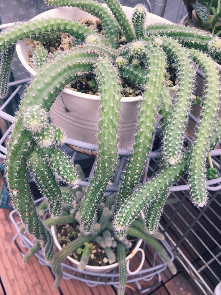 バルコニー/ベランダの画像 by ちいさん | バルコニー/ベランダと観葉植物と植中毒と放置栽培