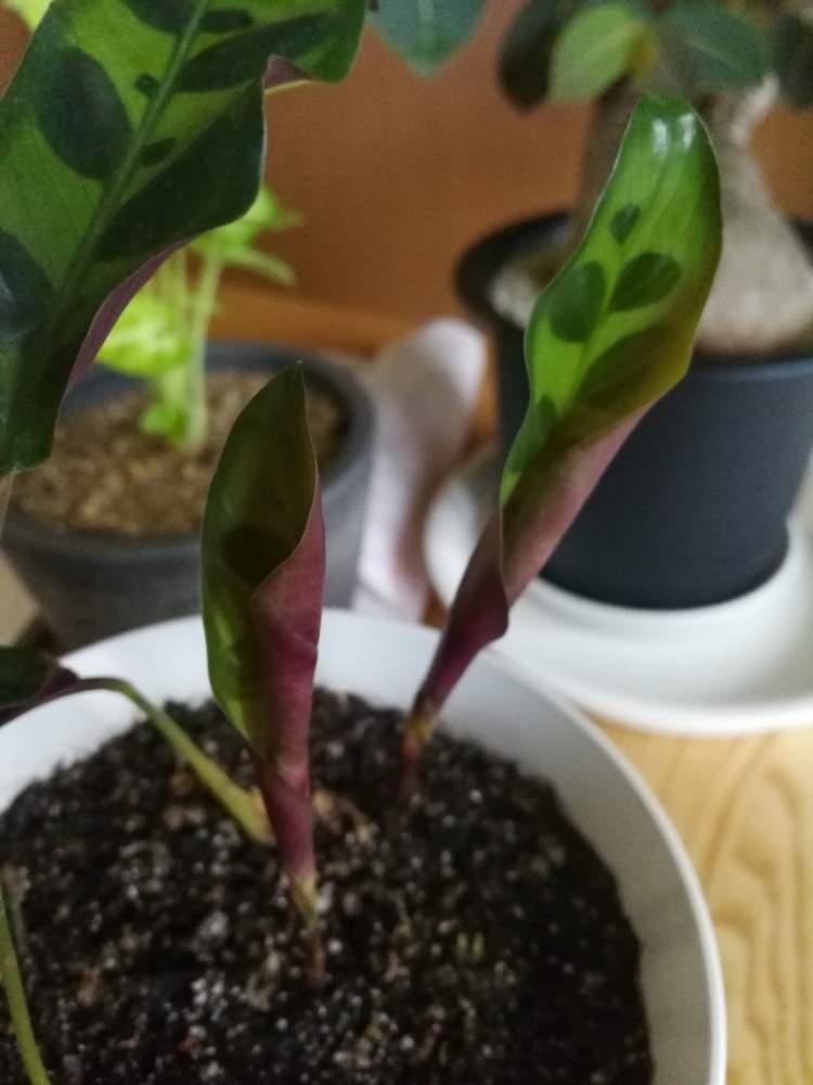 窓辺の画像 by woodAppleさん | 窓辺とCalathea lancifoliaと大繁殖とカラテア属とカラテアランシフォリアと新芽