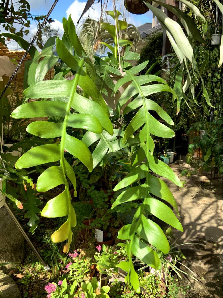 小さな庭の画像 by 8787さん | 小さな庭と観葉植物と植物のある暮らしと フィッシュボーンカクタスと植中毒と多肉女子とジグザグサボテンとエピフィラム属とエピフィラムクリソカルディウム