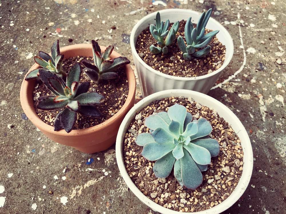 エントランスの画像 by らみさん | エントランスとたのしみ♡と植物のある暮らしと 黒兎と癒しと サブセシリス とストレス発散と多肉女子と鉢植えとセネシオ 万宝と衝動買いと多肉初心者