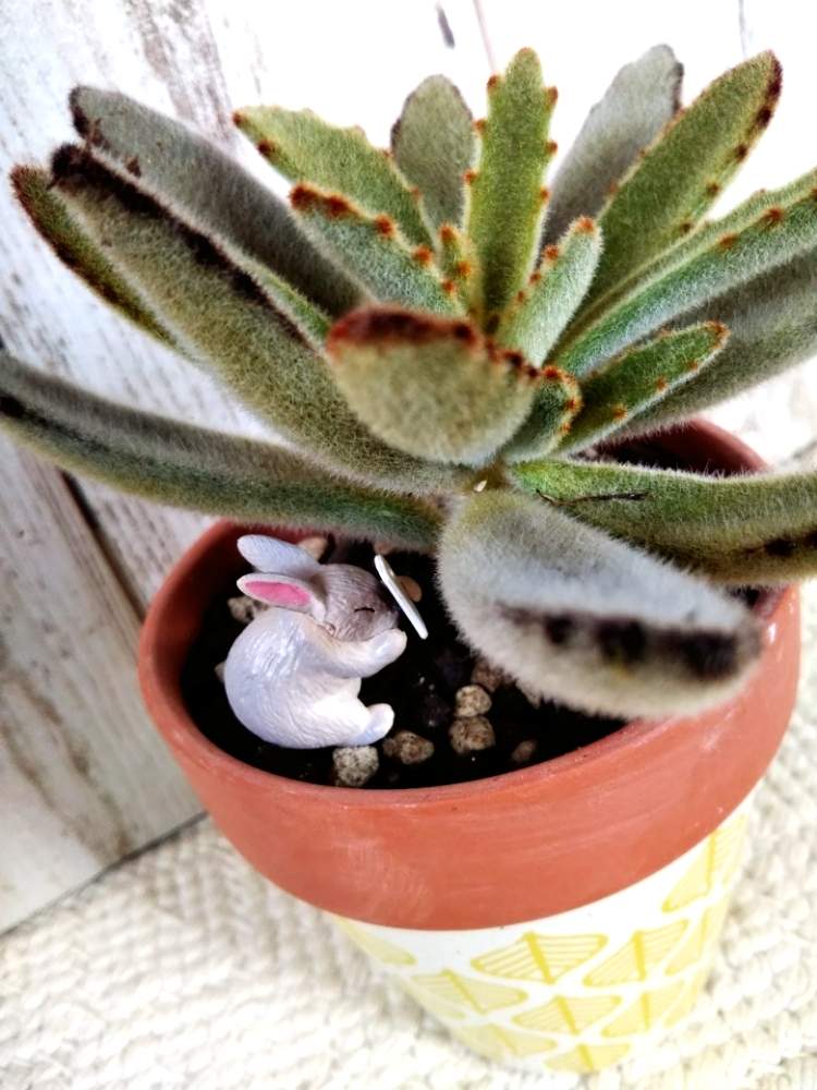 部屋の画像 by しのんさん | 部屋と月兎耳と多肉植物とHTCとHTC No.16とかわいい♡と植え替えともけもけ多肉と晴れ