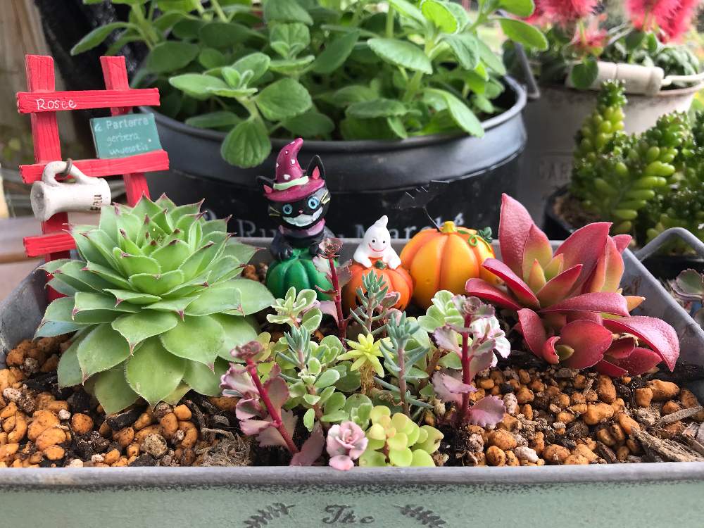 の画像 by ピエールさん | 多肉植物と多肉初心者です。ともみじまつりと センペルビウムと多肉植物寄せ植えとセダム寄植えと紅葉まつり♡とかわいい多肉ちゃん
