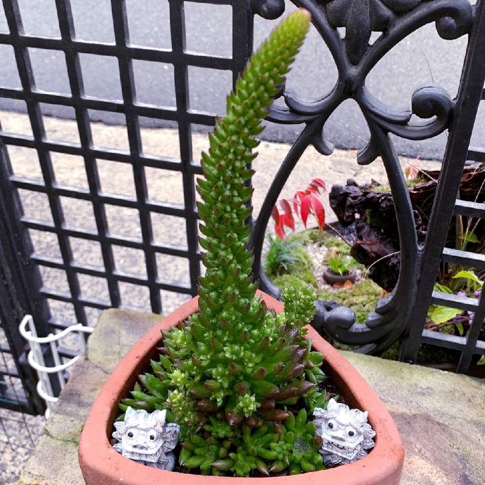 の画像 by 美津穂さん | ツメレンゲと多肉植物とすごい生命力と和多肉と多肉植物寄せ植えと多肉のある暮らしとセンペルビウム属とエケベリア属と多肉女子とタニラーと花のある暮らし