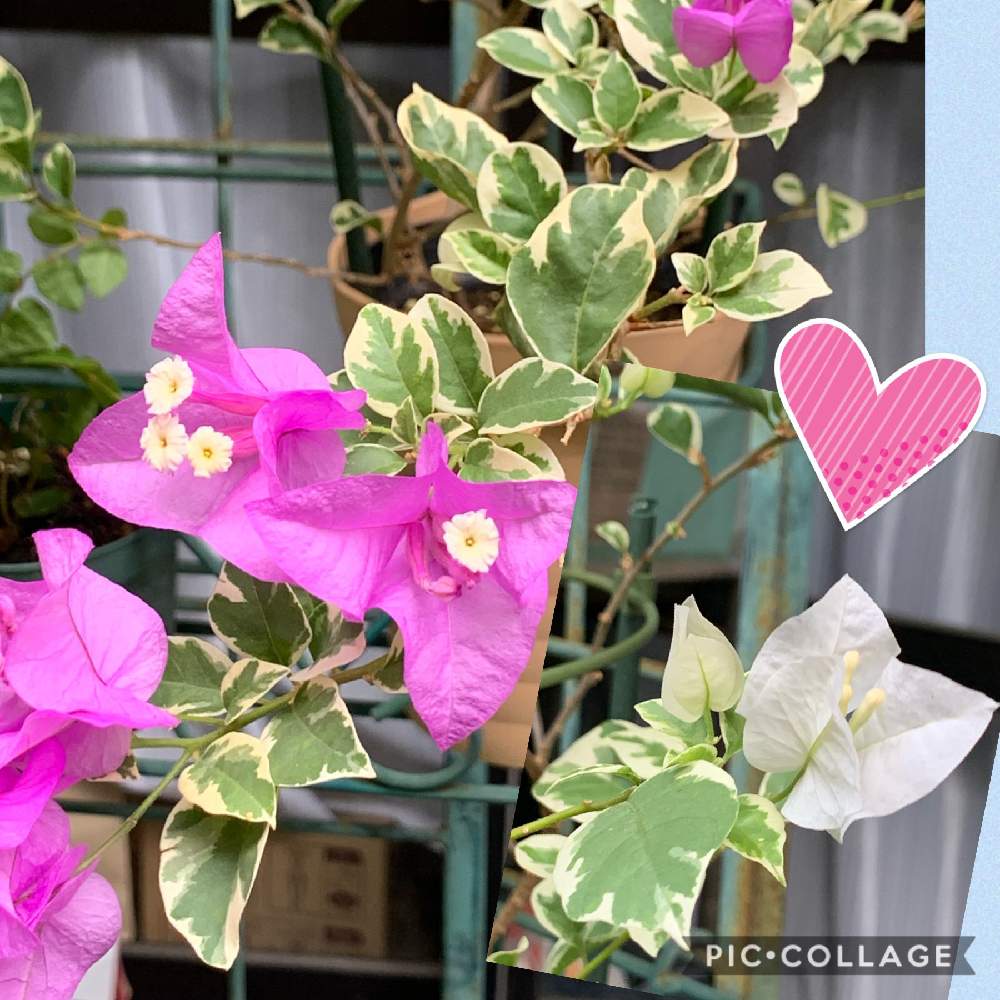 小さな庭の画像 by スイカさん | 小さな庭と花のある暮らしとスマホで撮影とかわいいな♡と斑入りのブーゲンビリアとチーム福岡