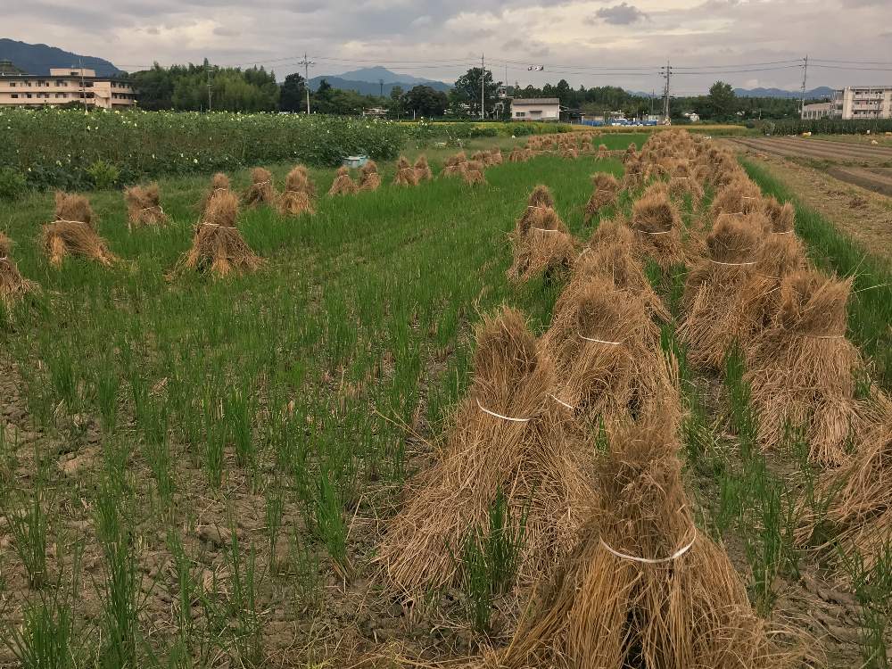 お出かけ先の画像 by Kay_Tmgsk(K's Farm)さん | お出かけ先と秋の景色と今日の一枚と散歩と収穫と里山と乙訓