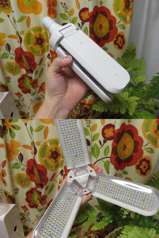 部屋の画像 by 白マジュさん | 部屋とタカワラビとキンモウコウとカツモウイノデと照明器具と園芸用品と置き場所と冬支度とシダ植物とインテリアグリーン