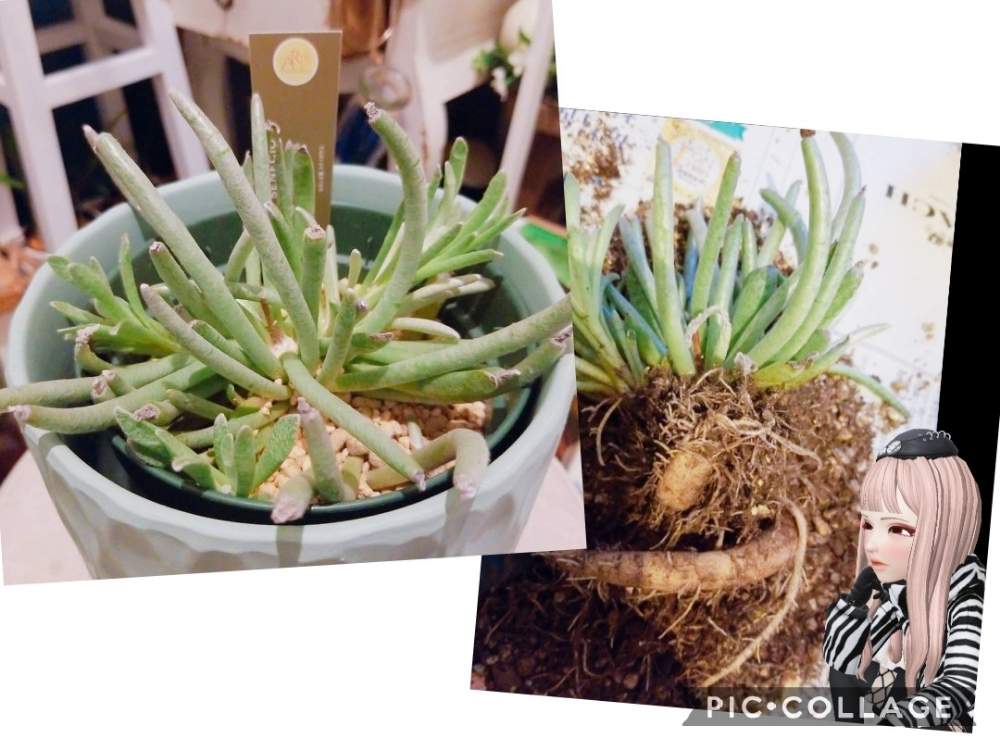 エントランスの画像 by _little_birdy_さん | エントランスとスケイポサスと多肉植物と室内組と多肉植物とサボテンとセネシオ属と育成記録と経過観察