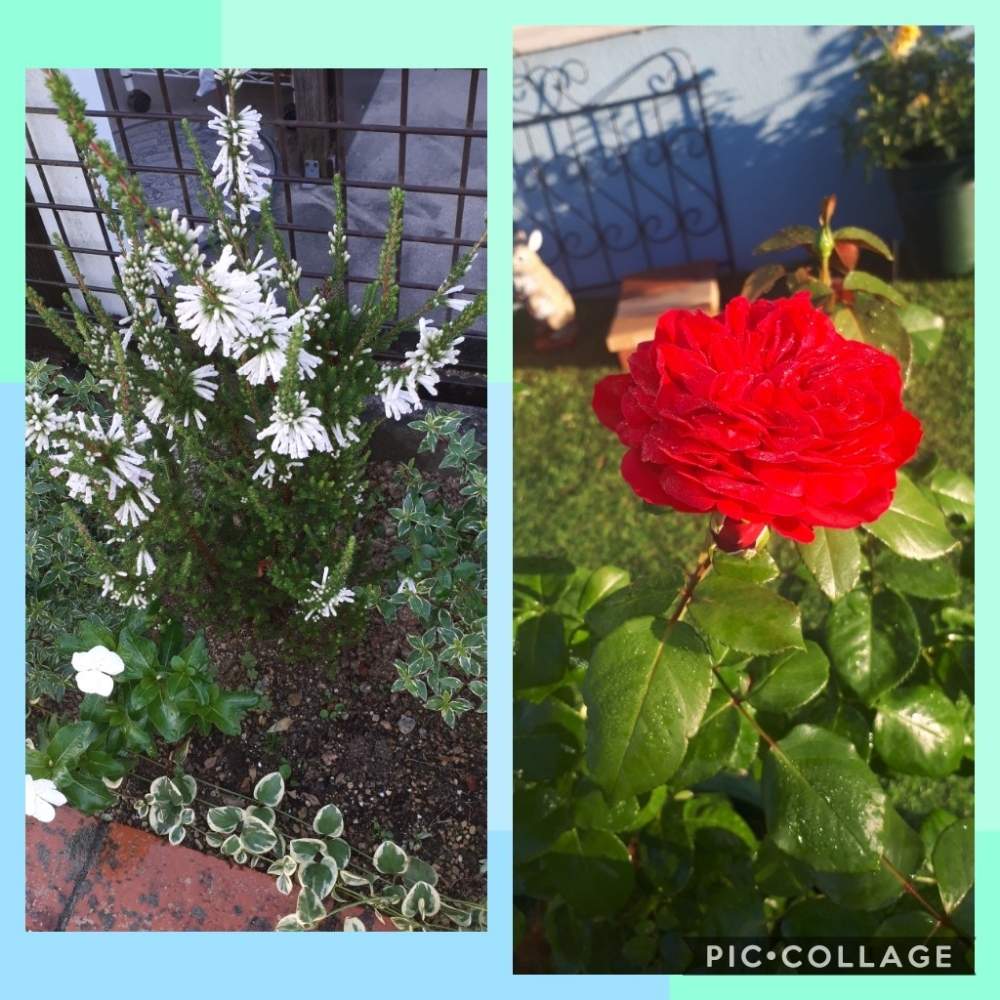 広い庭の画像 by Tomoさん | 広い庭とピンク❤︎ピンクと植中毒と憧れの薔薇とガーデニング初心者と雑貨大好き❤と花のある暮らしとたくさんの花が咲く庭にしたい。といいね♥ありがとうございます✨とチーム福岡とプラスチックスマートと小花が好き