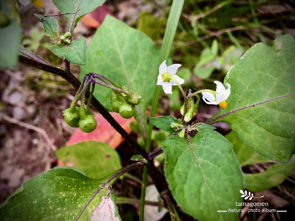 お出かけ先の画像 by たまごめん。さん | お出かけ先と植物観察日記とiPhone11ProMaxと自然の模様と奈良市と奈良県と曇のち雨と佐保川にてと佐保川とイヌホオズキの実と自然観察と佐保川の雑草と気温22℃