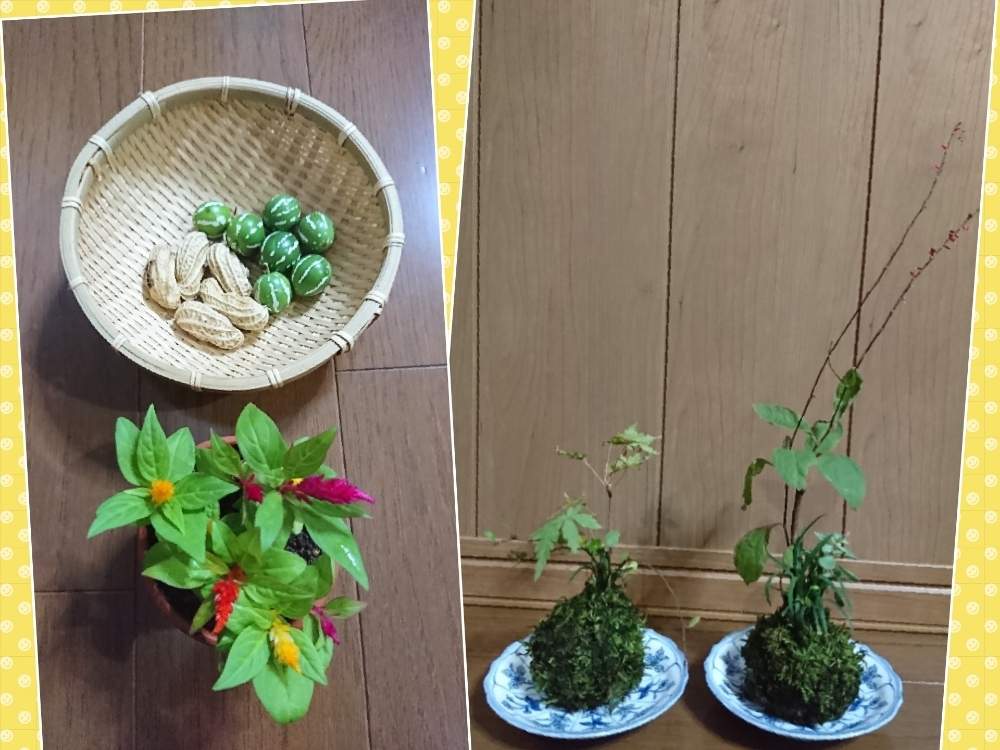 部屋の画像 by ローリエさん | 部屋ともみじと鶏頭 葉鶏頭 けいとう はげいとうとブラックピーナッツとオキナワスズメウリとみずひきとおすそ分けと半日陰と種からと植え替えと鉢花とほったらかしとこぼれ種と苔玉と花のある暮らしと一年草