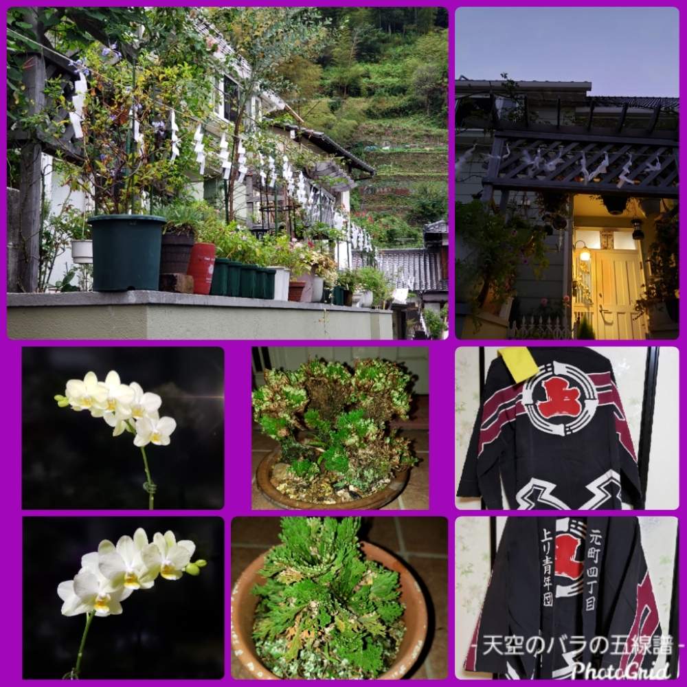 小さな庭の画像 by 天空のバラの五線譜さん | 小さな庭と観葉植物と立体的な庭造りと祈りとコチョウラン。と花のある暮らし