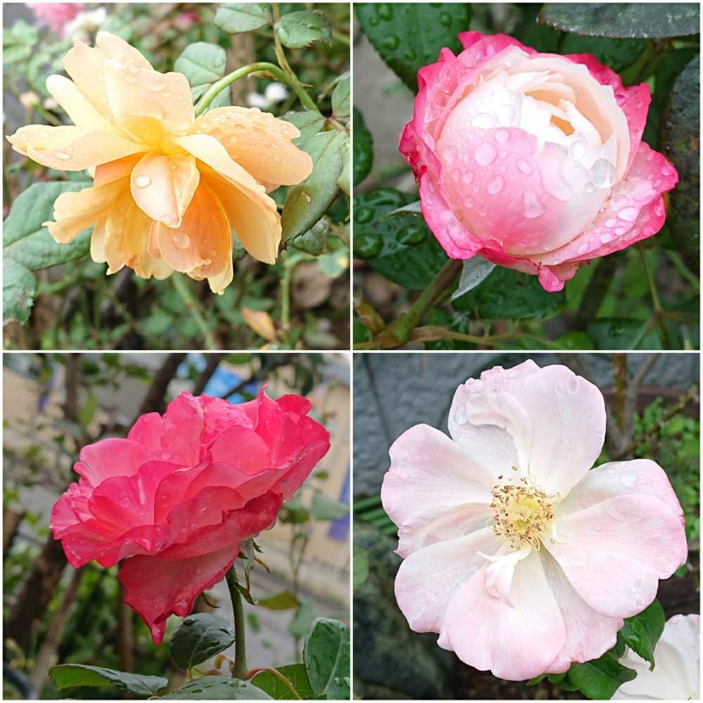 小さな庭の画像 by ひーくんさん | 小さな庭と秋の薔薇とたのしみ♡と鉢植えのお花と大好きなお花と花のある暮らし