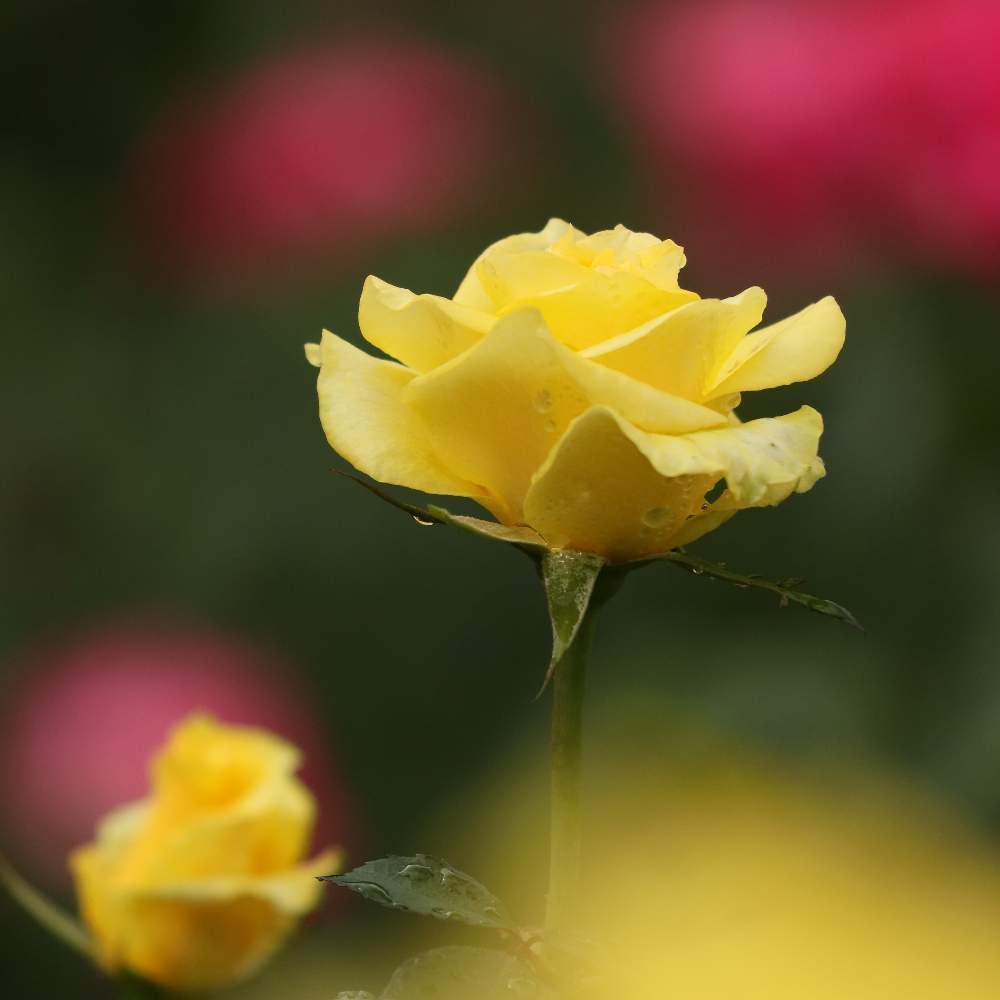 お出かけ先の画像 by Mr. マーさん | お出かけ先と薔薇 ゴールデン・メダイヨンと神代植物園と薔薇愛同盟と黄色いお花大好き協会