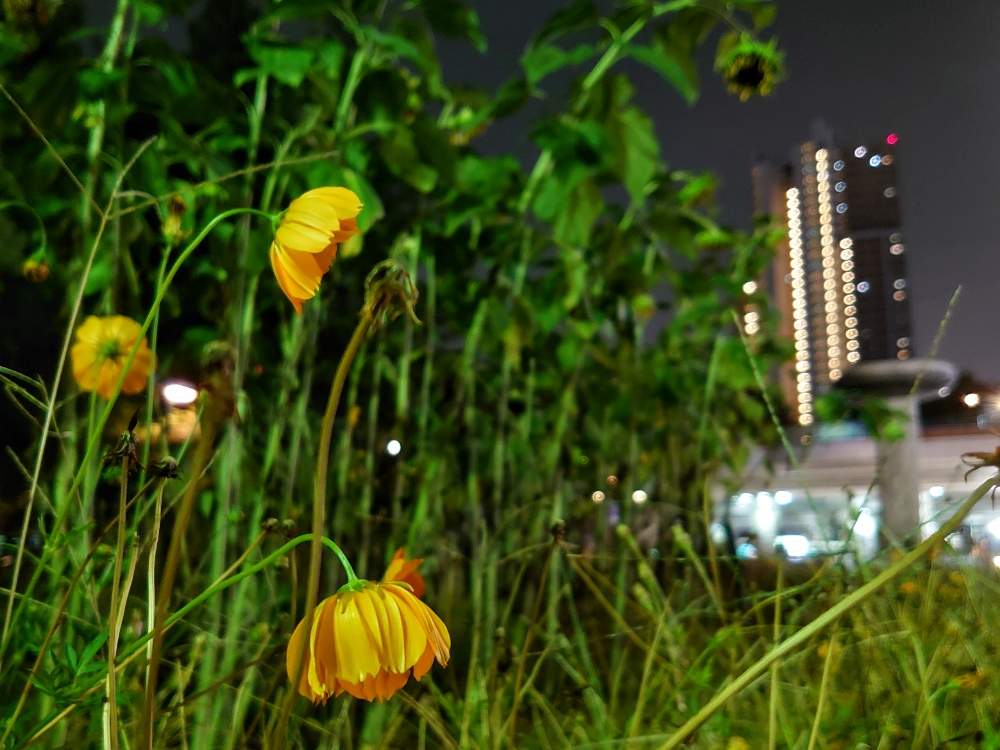 お出かけ先の画像 by たーぼー *さん | お出かけ先とヒマワリとキバナコスモスと帰り道とたーぼー*のうんちくと夜に