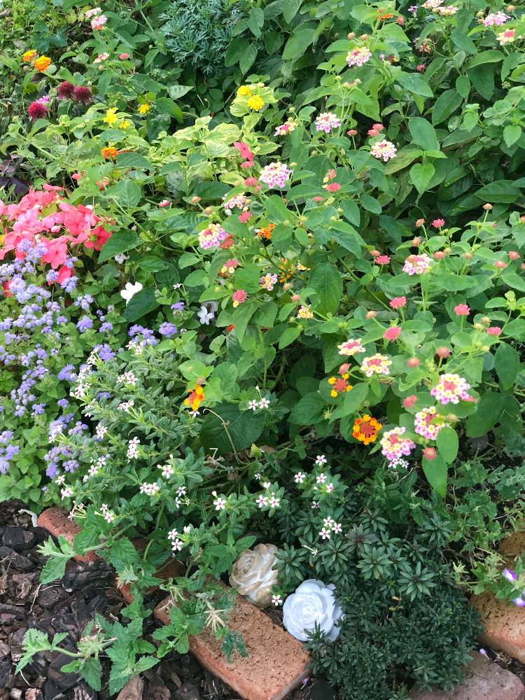 広い庭の画像 by うさこさん | 広い庭とランタナと ランタナとマイガーデンとお花が好き♡と花のある暮らしとかわいいな♡とGREEN UP!