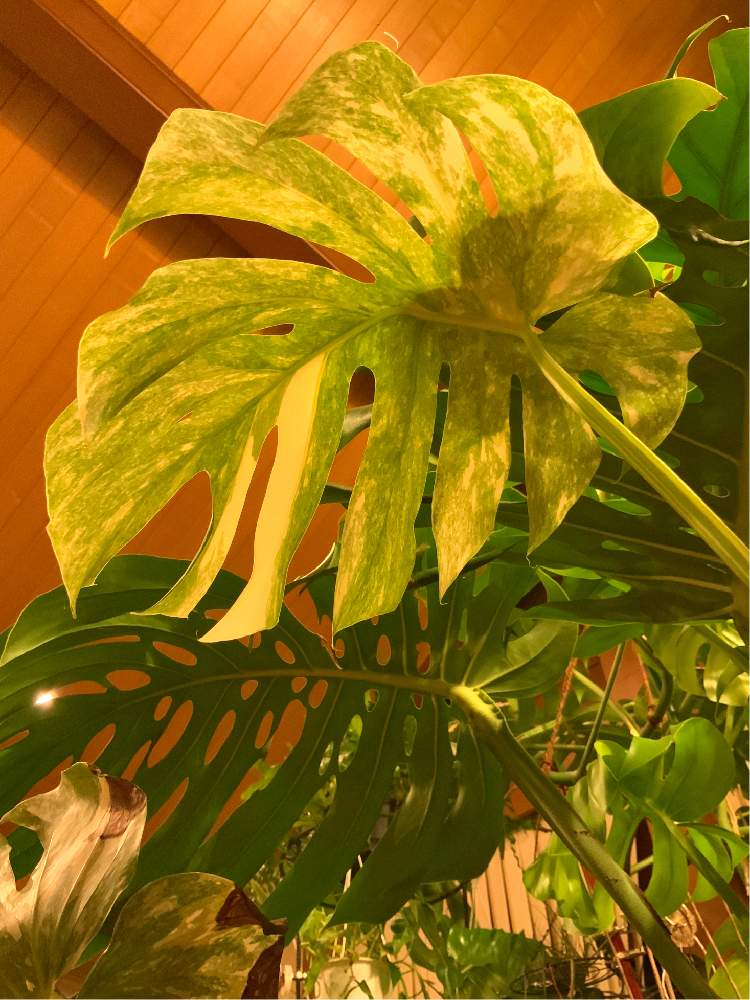 部屋の画像 by 8787さん | 部屋とモンステラ属と観葉植物と植物のある暮らしと植中毒と 斑入りモンステラ