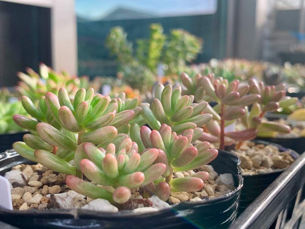 バルコニー/ベランダの画像 by kapiさん | バルコニー/ベランダとオーロラと多肉植物とボタニカルライフと多肉・オーロラと多肉女子とかわいいな♡とGREEN UP!とタニク初心者と多肉初心者と『秋の紅葉多肉』フォトコンテスト