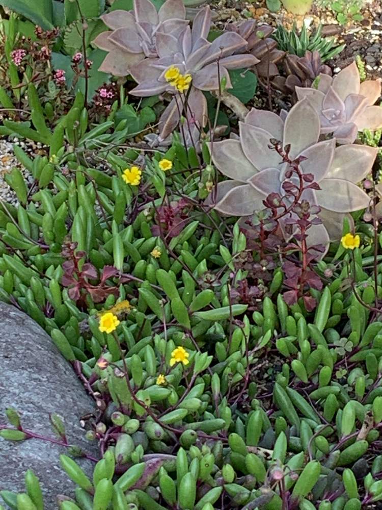 広い庭の画像 by ナオッチさん | 広い庭とルビーネックレスとおぼろ月と ブロンズ姫と多肉植物と地植えと花壇と多肉女子