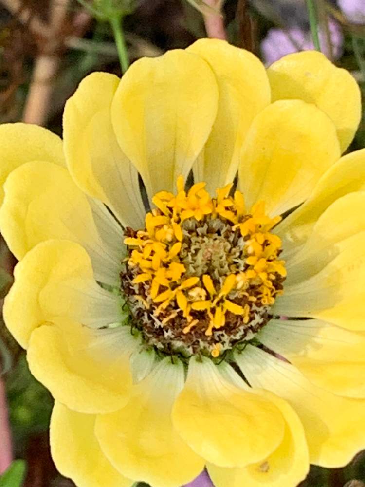 小さな庭の画像 by ケン太さん | 小さな庭と花のある暮らしと色あざやかとアップ写真と✨✨✨