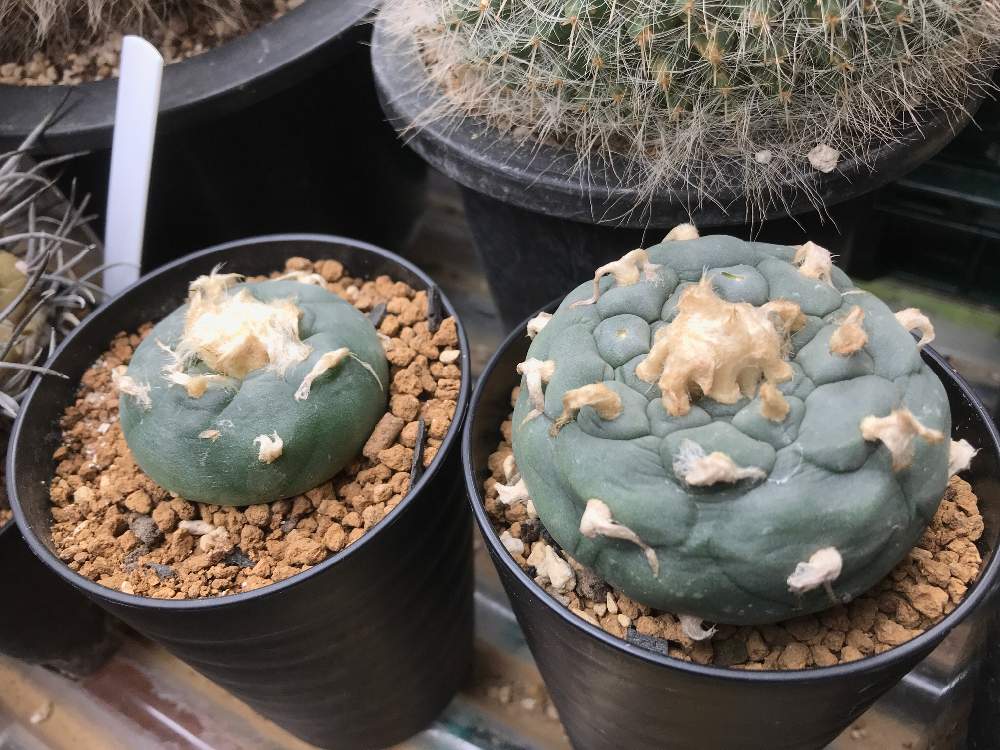 和室の画像 by サボ愛のクーさんさん | 和室とロフォフォラ コエレシーとサボテンとLophophora koehresiiとLophophora diffusa var.koehresiiとSBS(サボ好き)とロフォフォラ属とサボテン☆とお気に入りと癒しとコエレシーと仙人掌!とGS日和と植中毒と君が主役と多肉植物とサボテンとロフォフォラ コエレシーとわが家の多肉さんと珍奇植物とアウトドアリビングとバルコニスト