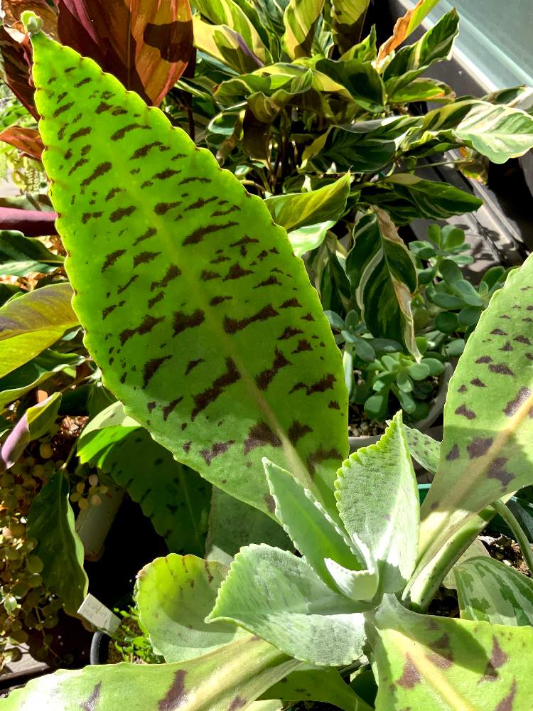 小さな庭の画像 by 8787さん | 小さな庭と観葉植物と植物のある暮らしと植中毒とカランコエ属とカランコエ雷鳥。